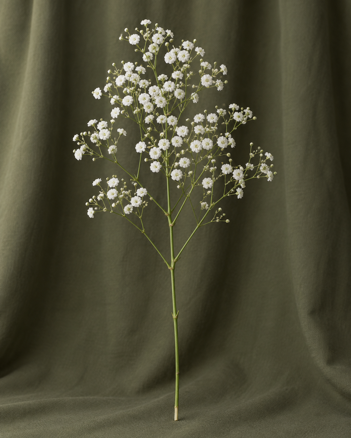 Gypsophile — illustration d’une tige Florae