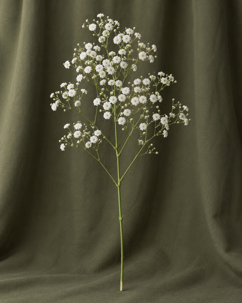 Gypsophile — illustration d’une tige Florae