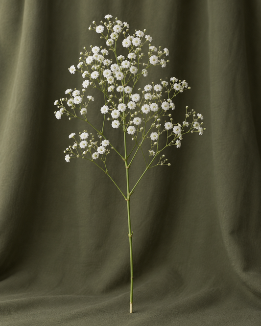 Gypsophile — illustration d’une tige Florae