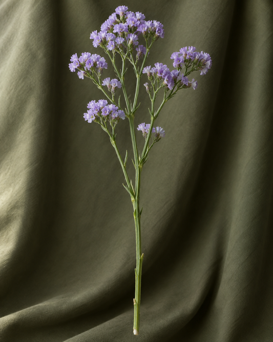 limonium — visuel illustratif Florae
