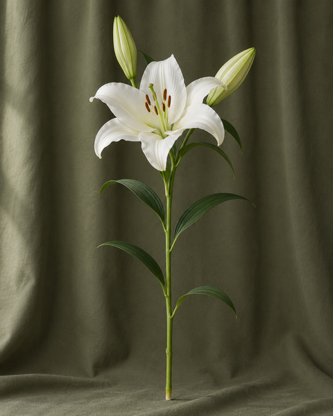 Lys Honesty — illustration d’une tige Florae