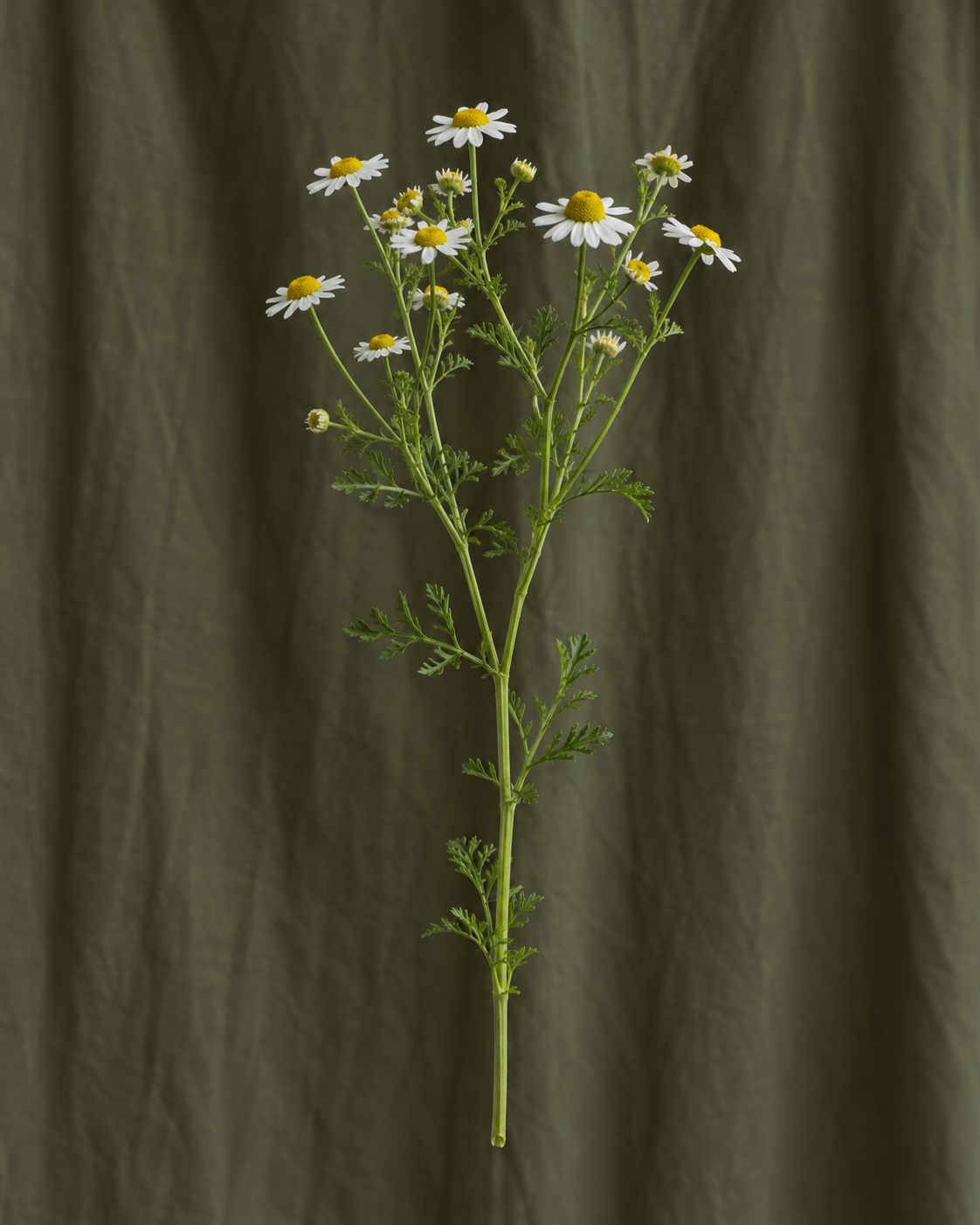 Matricaire — illustration d’une tige Florae