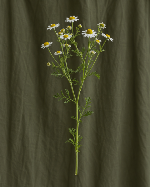 Matricaire — illustration d’une tige Florae