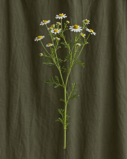 Matricaire — illustration d’une tige Florae