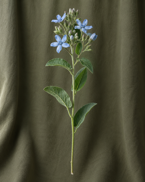Oxypetalum — illustration d’une tige Florae
