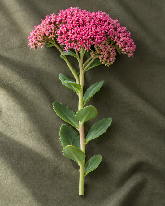 sedum à la tige — visuel illustratif Florae
