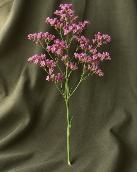 statice — visuel illustratif Florae