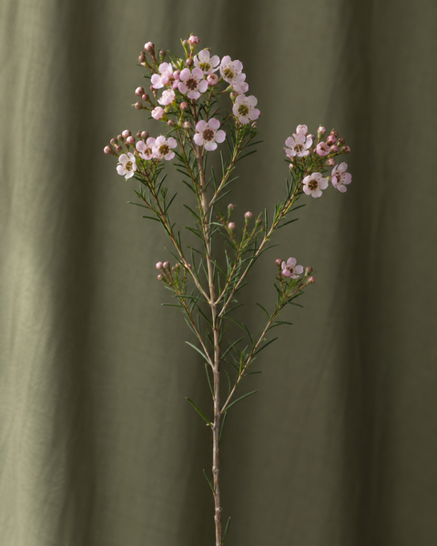 Wax — illustration d’une tige Florae